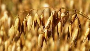 Yulaf Samanı Nasıl Kullanılır?