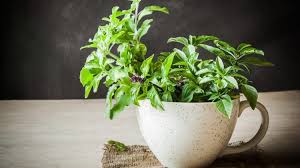 Fesleğen Hangi Yemeklerde Kullanılır?