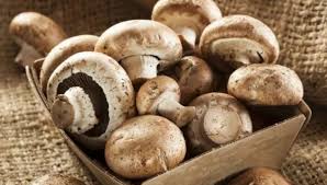 Kültür Mantarı Dondurucuda Nasıl Saklanır?