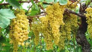 Yaş Üzüm Nasıl Kurutulur?