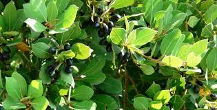 Defne Yaprağı Hangi Yemeklerde Kullanılır?