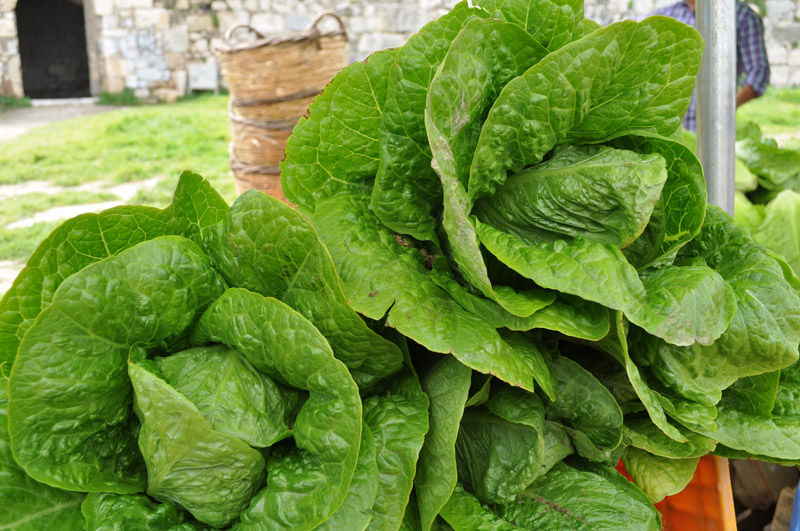 Marul Nasıl Doğranır?