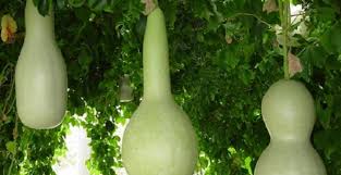 Su Kabağı Nasıl Saklanır?