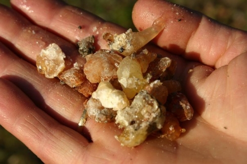 Ele Yapışan Çam Sakızı Nasıl Çıkar?