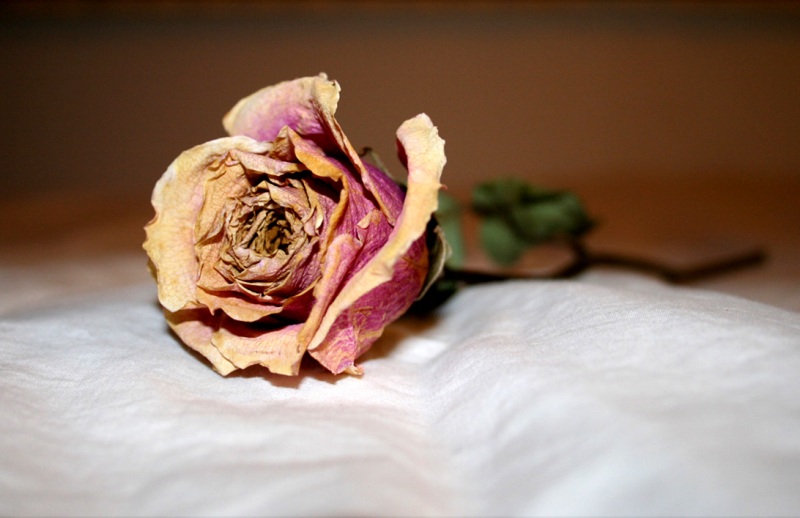 I cut some flowers from my. Сулиган гуллар. Сулиган гул. Сулиган гул картинка. Атиргулни навдасидан кукартриш.