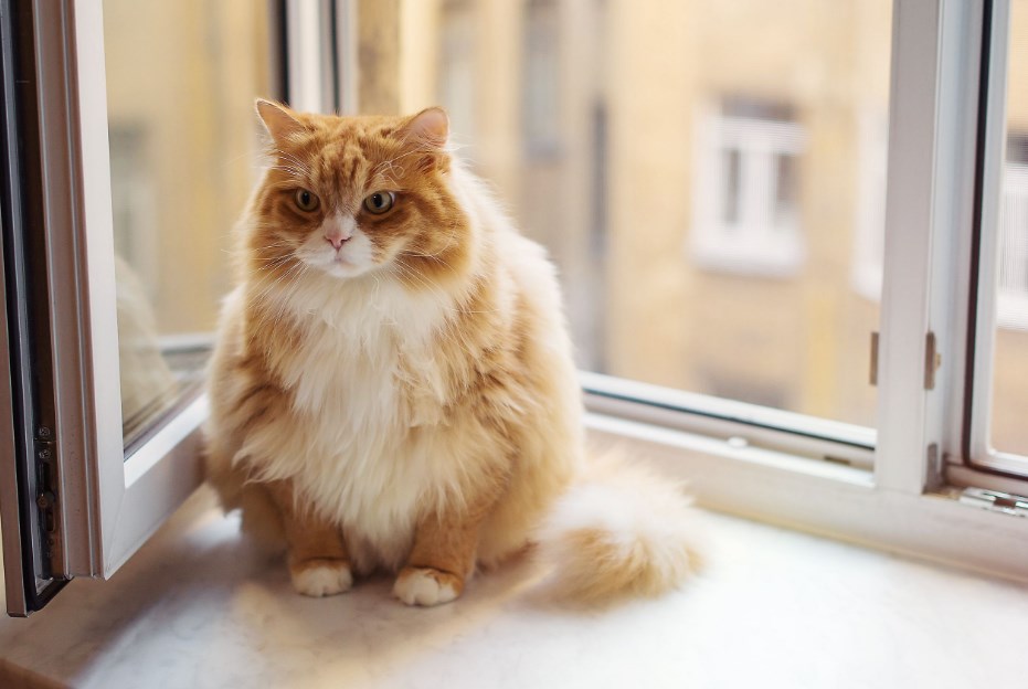 Hayvan Pisliği Nasıl Temizlenir?