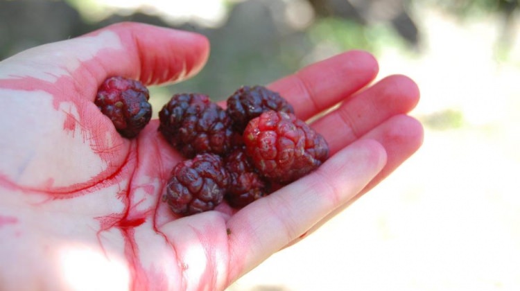 Karadut Lekesi Nasıl Çıkar?