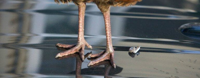 Kuş Pisliği Nasıl Temizlenir?