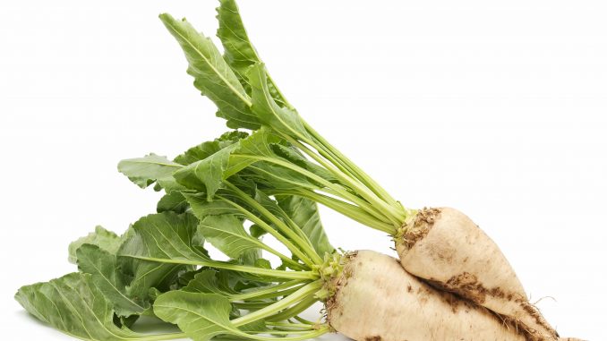 Şeker Pancarı Nasıl Haşlanır?