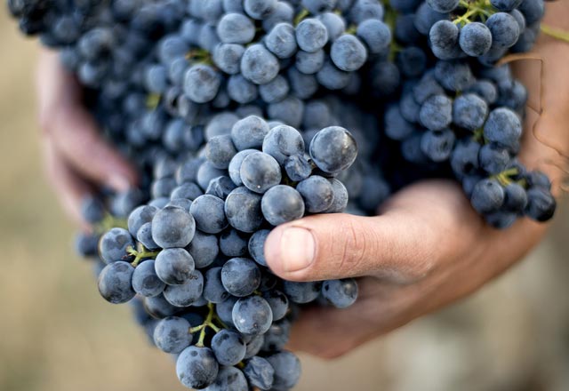 Üzüm Derin Dondurucuda Nasıl Saklanır?