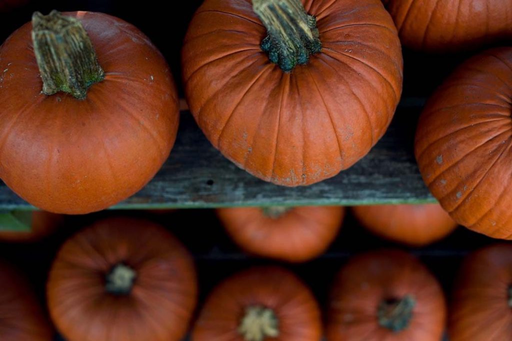 Balkabağı Buzluğa Konur mu?