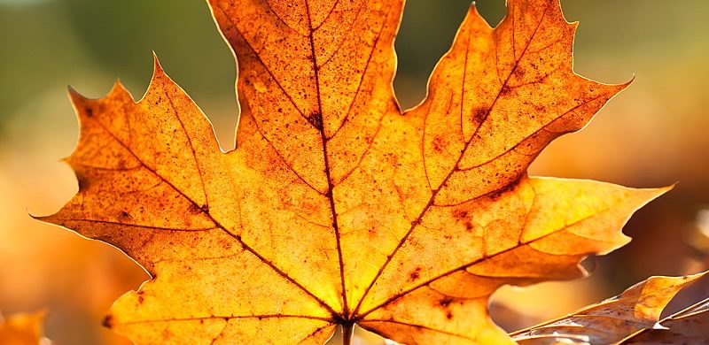 Çınar Yaprağını Kimler Kullanamaz?