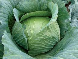 Sarmalık Lahana Nasıl Seçilir?