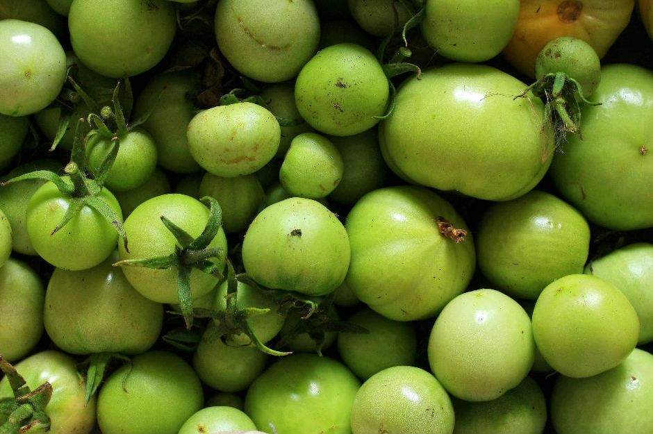 Yeşil Domates Nasıl Kızarır?